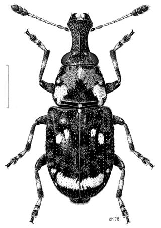 <span class="mw-page-title-main">Anthribidae</span> Family of beetles