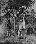 Blommande jätteknölkalla (till höger) på ett fotografi från Sumatra 1900-40