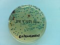 Culture d'Enterococcus faecalis sur CPS E à partir d'une urine.