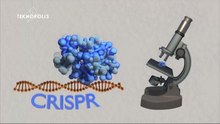 Fitxategi:CRISPR-Cas9, geneak mozteko guraizeak.webm