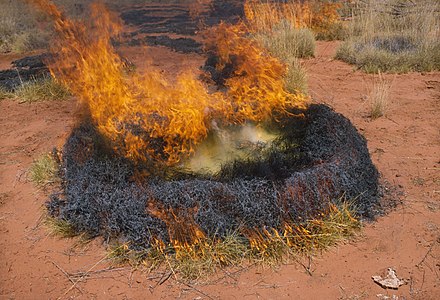 A controlled burn of Triodia (1989), CSIRO