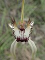 Caladenia × cala Labellum