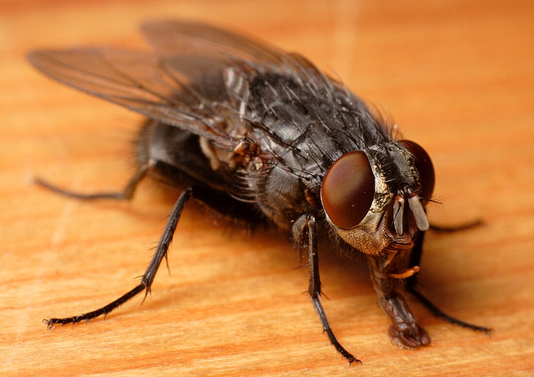 Calliphora