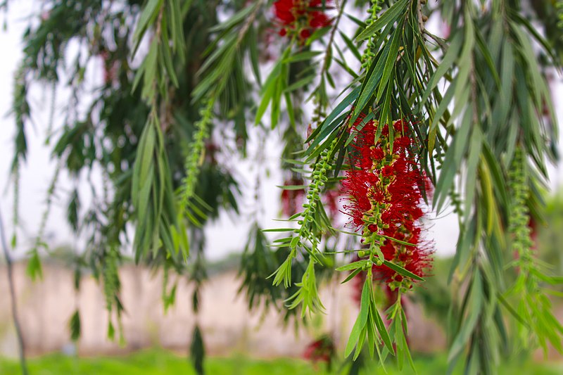 File:Callistemon Bottlebrush.jpg