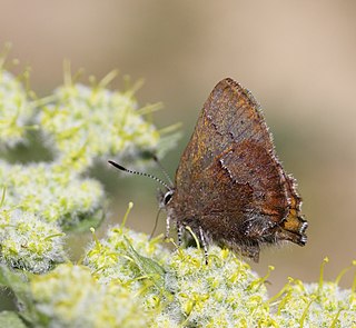 San Bruno elfin Subspecies of butterfly