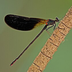 Calopteryx haemorrhoidalis-Sardinien-2009-Thomas Huntke.jpg