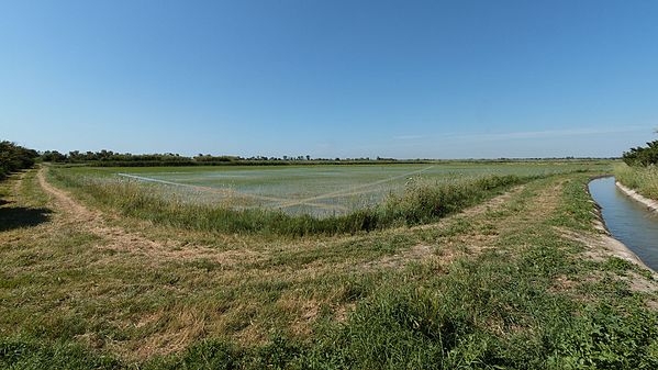 Parc naturel régional de Camargue - Une rizière