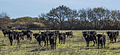 * Nomination Camargue cattles in the commune of Saint-Gilles, Gard, France. --Christian Ferrer 08:21, 21 February 2016 (UTC) * Promotion Good quality. --Johann Jaritz 08:26, 21 February 2016 (UTC)