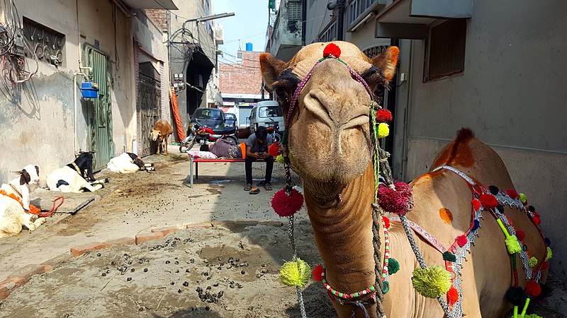 File:Camel20180816092204.jpg