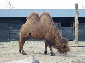 A Bactrian camel at a Belgian zoo
