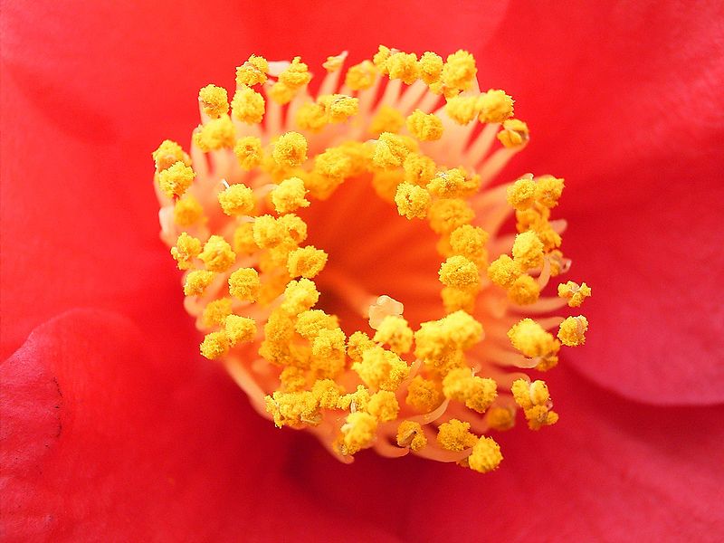 File:Camellia japonica 07 ies.jpg