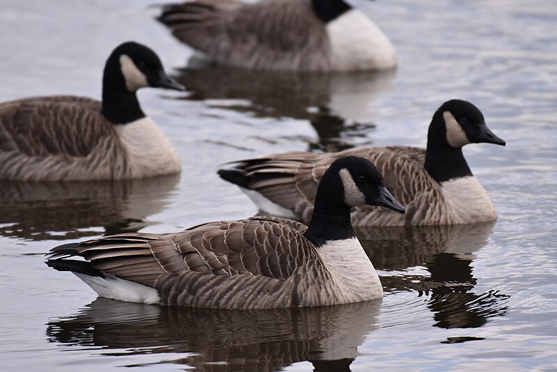 File:Canada goose DSC 0371.jpg