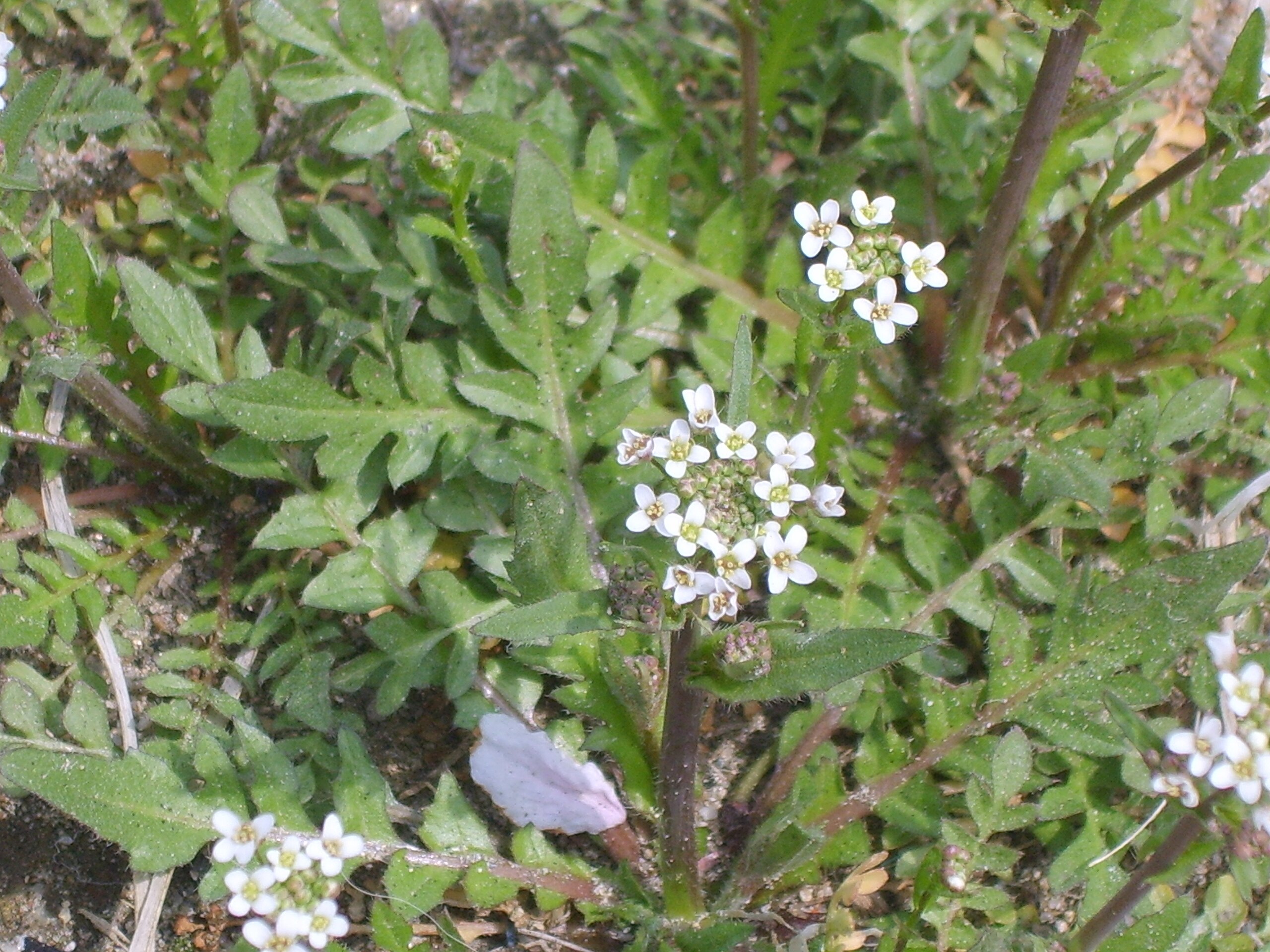 Пастушья сумка обыкновенная (Capsella bursa-pastoris)