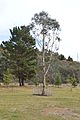 English: A tree dedicated to the memory of Alan Vasco Walker in Wilkins Park in Captains Flat, New South Wales