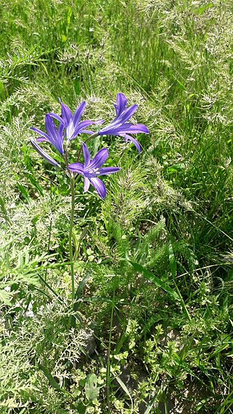 File:Captivating Beauty in Blooms.jpg