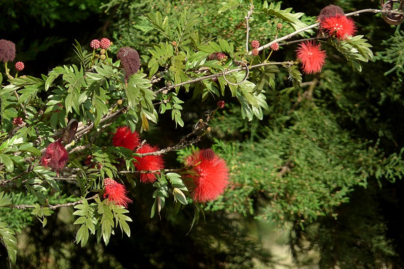 File:Carbonero rojo (Calliandra hematocephala) (14700713484).jpg