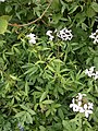 Cardamine bulbifera group