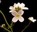 Cardamine pratensis