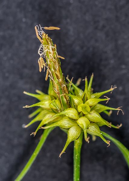 File:Carex demissa-6.jpg