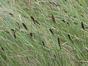 Carex lasiocarpa Kiiminki, Finlandia 25.06.2013.jpg