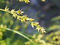 Carex spicata, Turzyca ściśniona, 2019-05-26