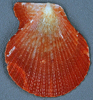 <i>Caribachlamys sentis</i> Species of bivalve