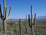 West Saguaro National Park around Sombrero Mountain near Tucson, Arizona in November 2016.