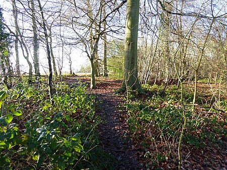 Carpenter's Wood (2)