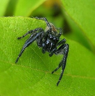 <i>Carrhotus</i> Genus of spiders