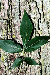 <i>Carya glabra</i> species of plant