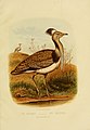 Cassell's book of birds (Plate XXXII) (8573686763).jpg