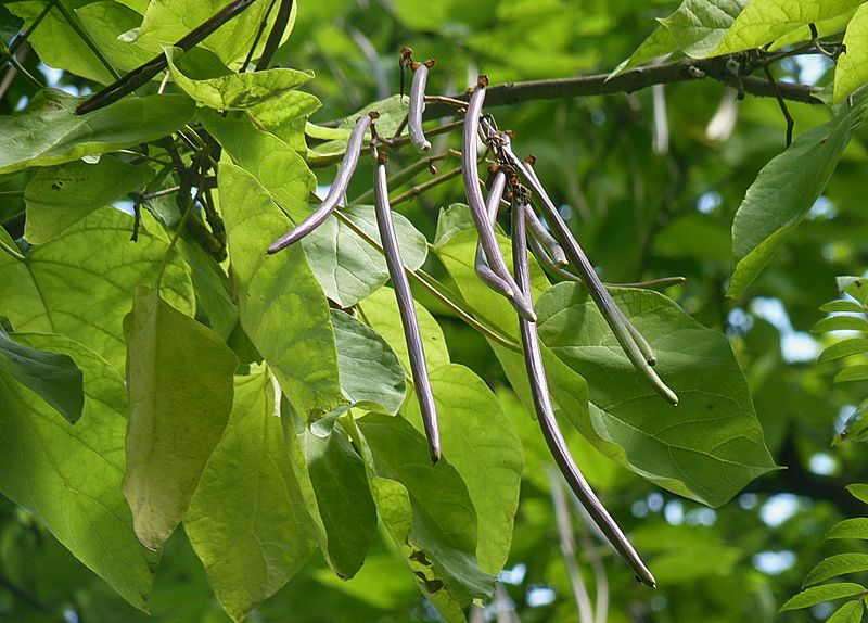 File:Catalpa bignonioides fruits J1.jpg