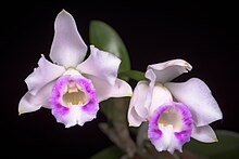 Cattleya alaorii (s-wild) (Brieger & Bicalho) Van den Berg, Neodiversity 3- 4 (2008) (32091365561).jpg