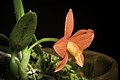 Cattleya pygmaea