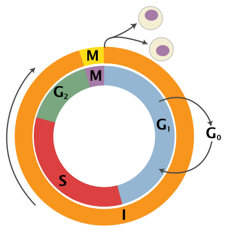 Tập_tin:Cell_Cycle_2-2.svg