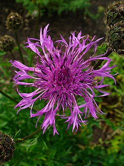 Centaurea stoebe 002. 
 JPG