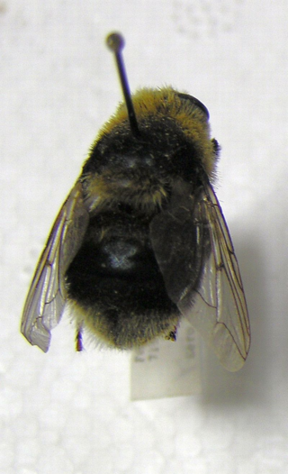 <i>Cephenemyia ulrichii</i> Species of fly