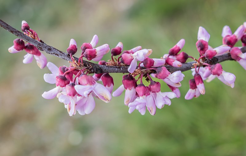 File:Cercis siliquastrum in Aveyron (5).jpg