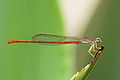 * Nomination Ceriagrion glabrum male--Muhammad Mahdi Karim 20:09, 6 May 2009 (UTC) * Promotion Good quality. But a wee bit too much denoising for my taste (eyes look odd). --Dschwen 20:16, 6 May 2009 (UTC)