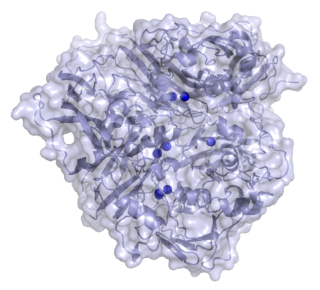 Caeruloplasmin (CP), in andere