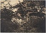 Thumbnail for File:Chêne dans les rochers à Fontainebleau MET DP150971.jpg