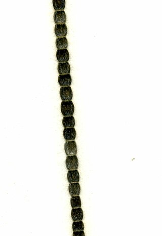 <i>Chaetomorpha melagonium</i> Species of alga
