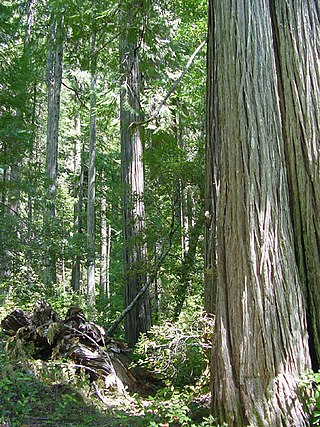 <i>Chamaecyparis lawsoniana</i> Species of conifer