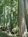 Old-growth trees, Blue Lake trail, Fish Lake, California