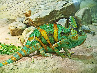 <span class="mw-page-title-main">Veiled chameleon</span> Species of reptile