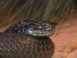 Close-up kepala pada ular-harimau Pulau Chappell