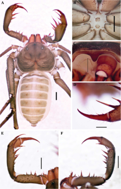 Description de l'image Charinus renneri (10.5852-ejt.2021.772.1505) Figure 73.png.