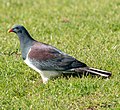 Thumbnail for File:Chatham Pigeon (Hemiphaga chathamensis).jpg