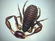 C. cancroides eating a Dermanyssus gallinae mite CheliferRVM.jpg