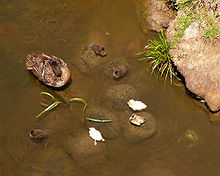 Female and 6 ducklings, including 2 albinos (Tasmania) Chestnut Teal and ducklings.jpg